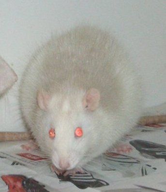 meine Ratten - 