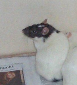 meine Ratten - 