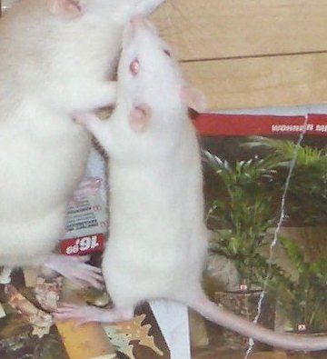 meine Ratten - 