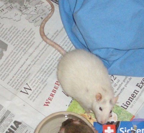 meine Ratten - 