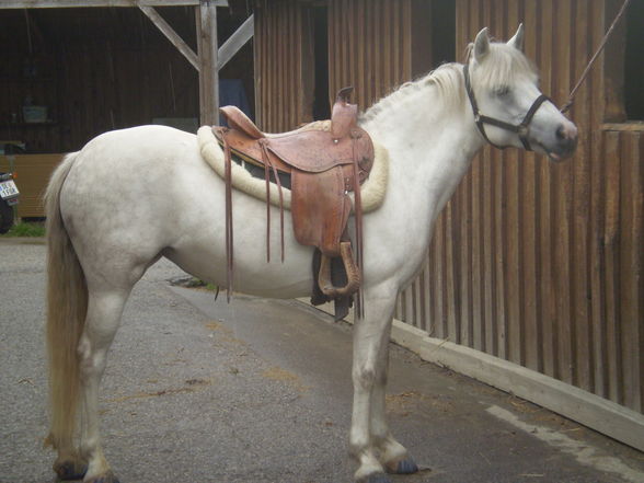 MY DOG AND MY HORSE - 