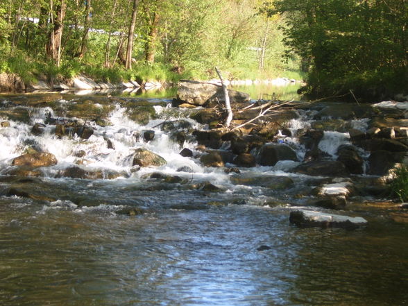 BaumKRONENweg - 