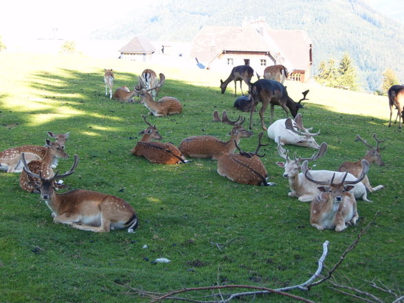 WiLdPaRk & GmUnDeN - 