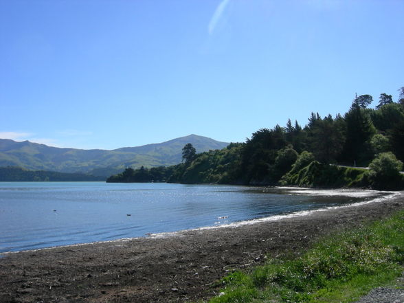 Akaroa - Banks Peninsula - 