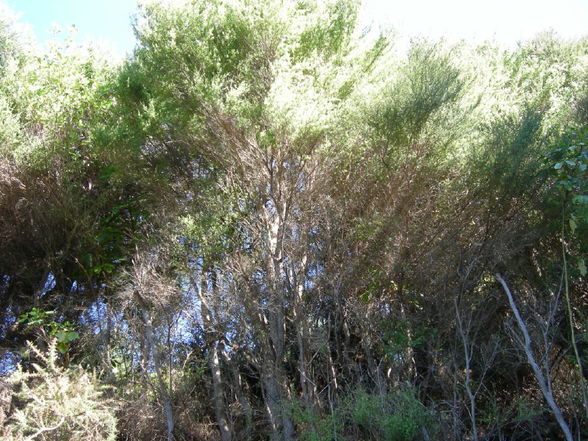 Akaroa - Banks Peninsula - 