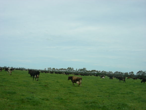 Farming New Zealand - 