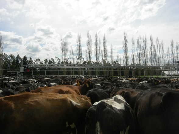 Farming New Zealand - 