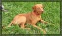 Lieblingshund - 