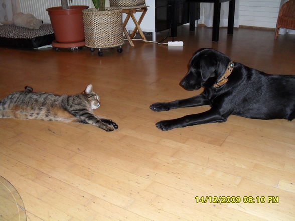 Hund und Katz - 