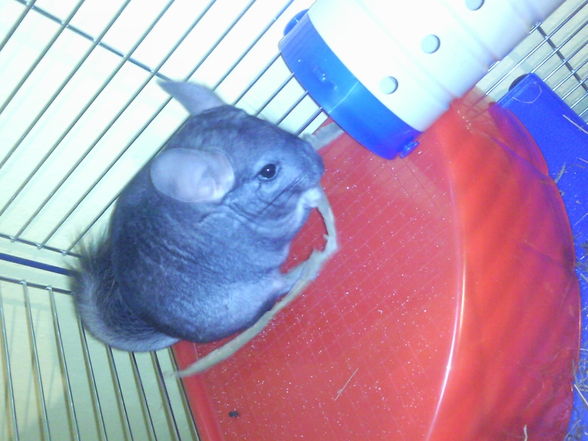 Chinchillas - 