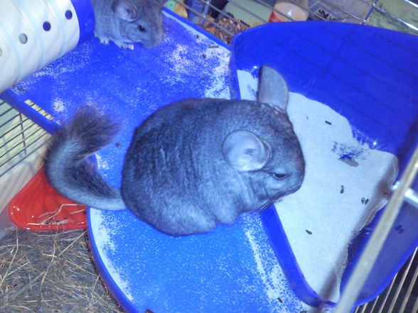 Chinchillas - 