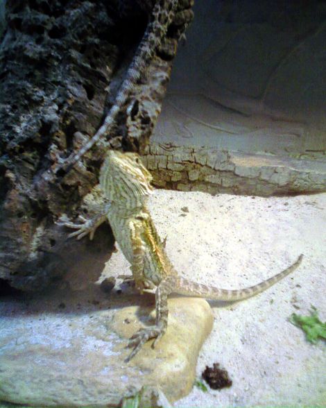 meine Reptilien - 