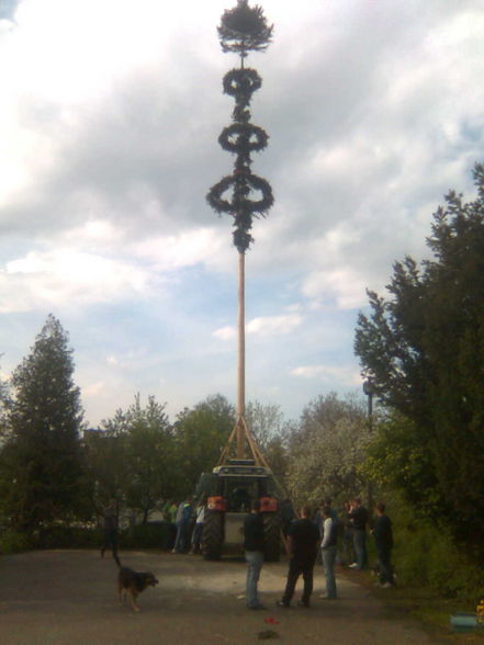 Maibaum 2008 - 