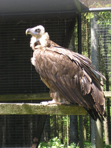 Wildpark Grüna, 19.5.2007 - 