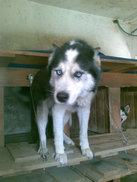 Huskypower - 