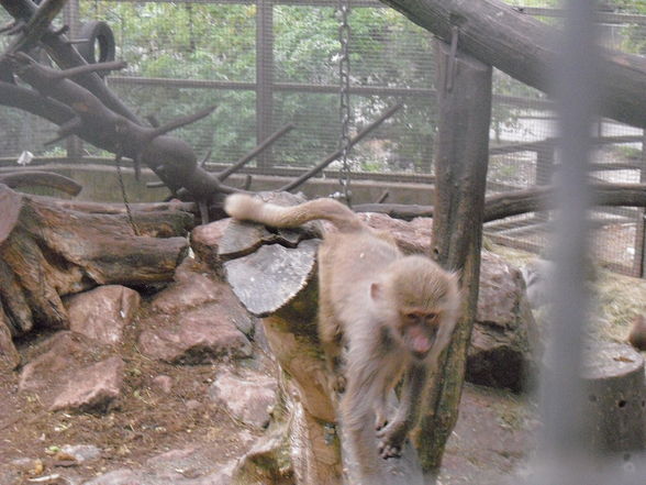 Tierpark Haag 2009 - 