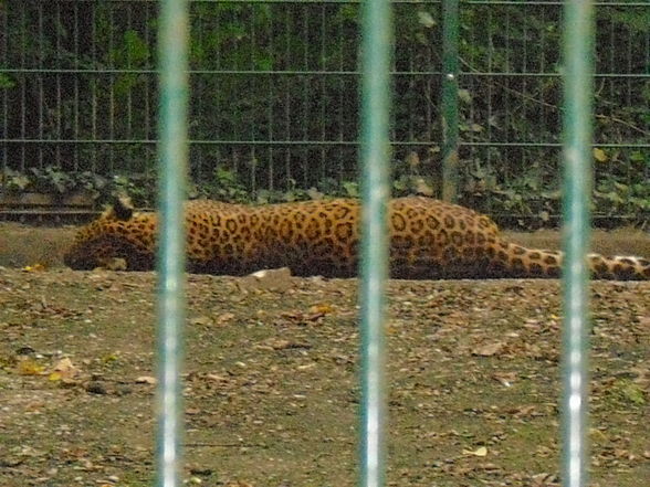 Tierpark Haag 2009 - 