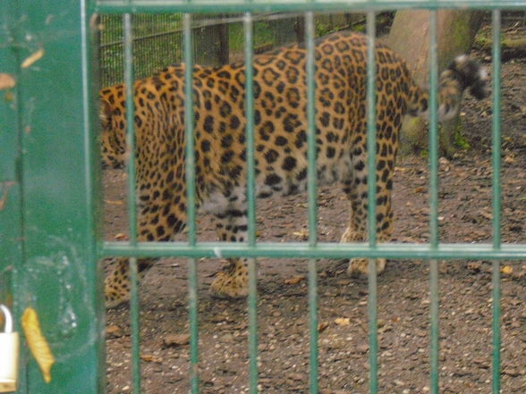 Tierpark Haag 2009 - 