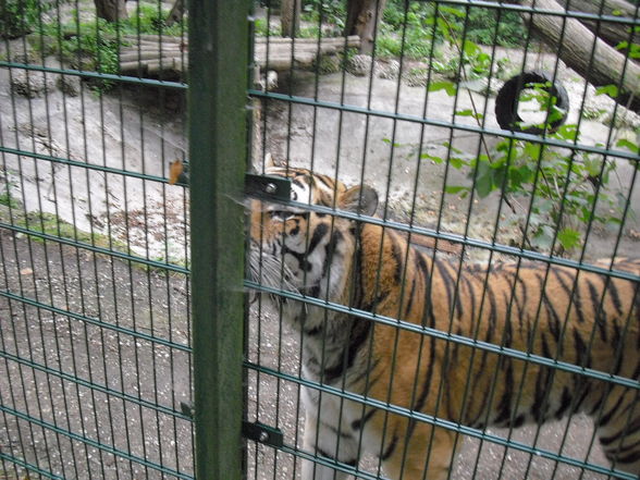 Tierpark Haag 2009 - 