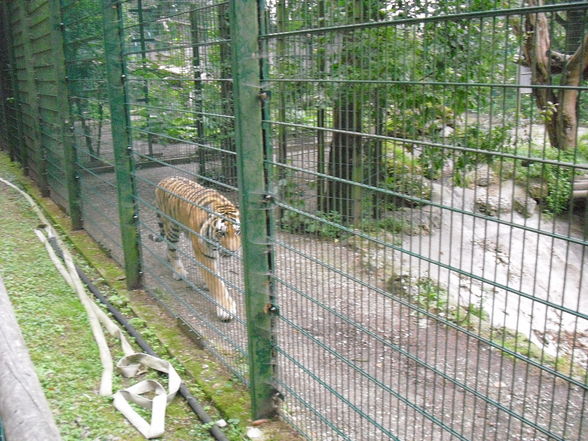 Tierpark Haag 2009 - 