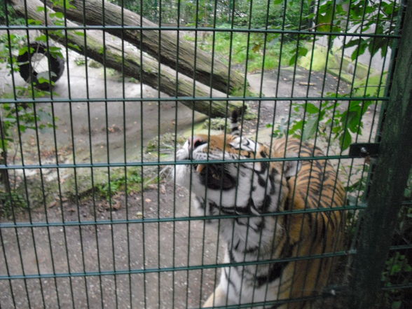 Tierpark Haag 2009 - 