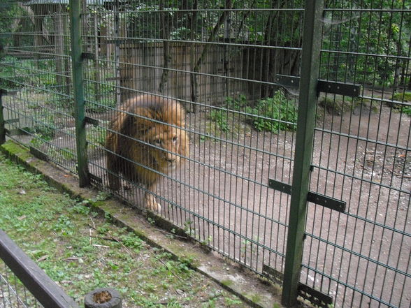 Tierpark Haag 2009 - 