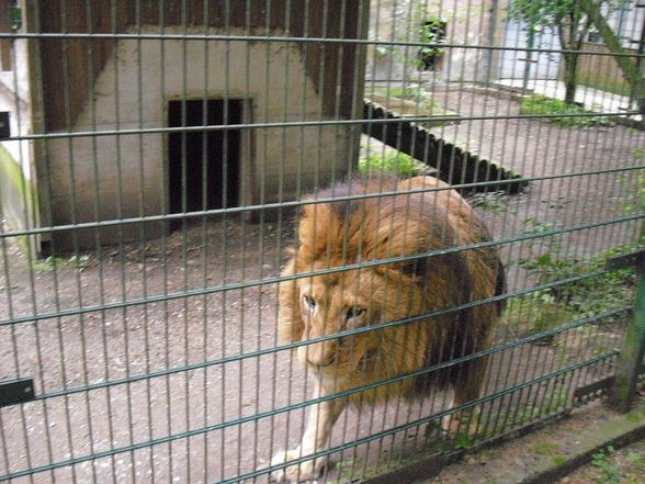 Tierpark Haag 2009 - 