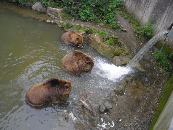 Tierpark Haag 2009 - 