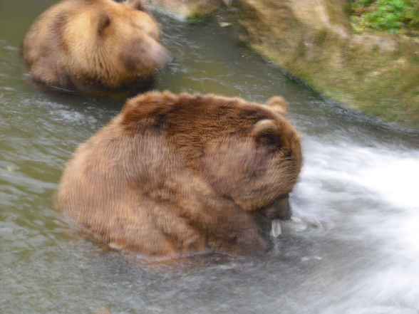 Tierpark Haag 2009 - 