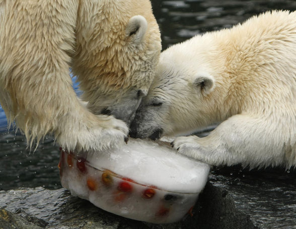 Großer Eisbär & Kleiner Eisbär - 