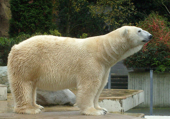 Großer Eisbär & Kleiner Eisbär - 