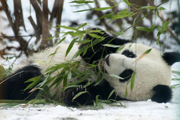 Kleiner Pandabär & Großer Pandabär - 