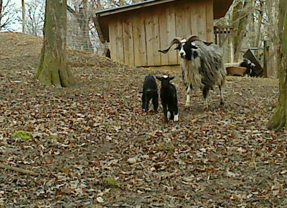 Tierpark mit de wuffis..!! - 