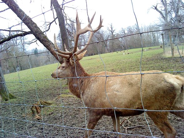 Tierpark mit de wuffis..!! - 