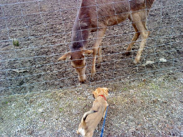 Tierpark mit de wuffis..!! - 