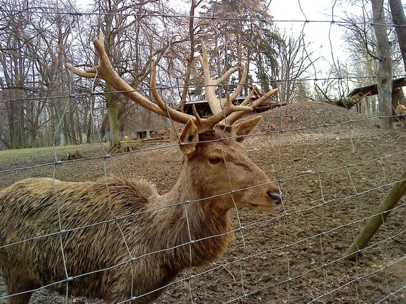 Tierpark mit de wuffis..!! - 