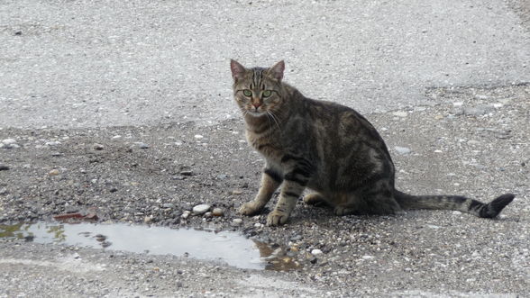 Mein Leben als Katze - 