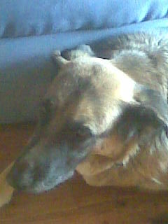 my lovely dog xDD - 