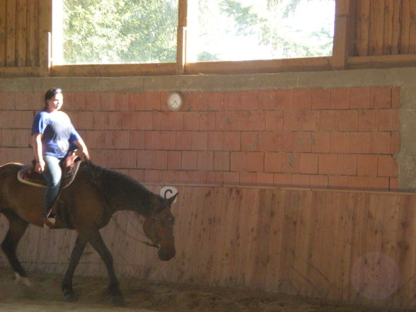 reiten in Oberösterreich - 