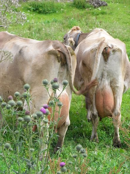 One weekende in Bergün - 