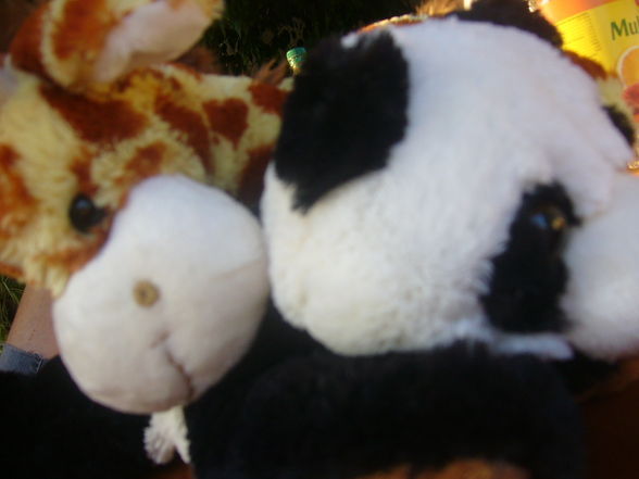 Raffi & Panda - friends 4 life - 