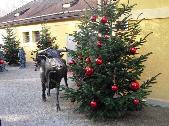 Salzburg 20.11.2010  - 