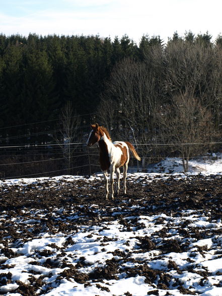 pferdiges fotoshooting!  - 