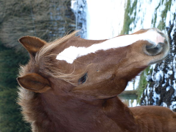 pferdiges fotoshooting!  - 