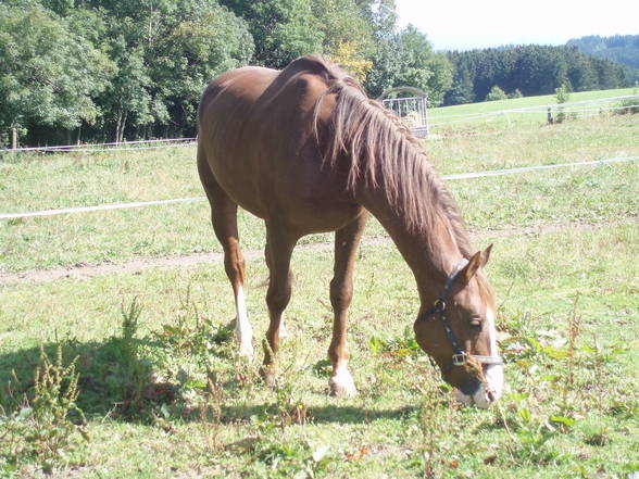 Der Tod holt sich die besten Pferde - 