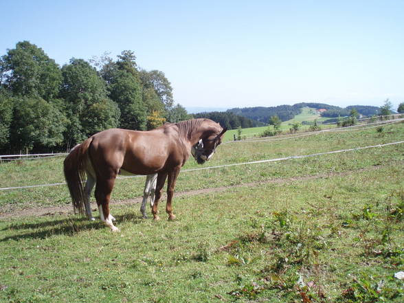 Der Tod holt sich die besten Pferde - 