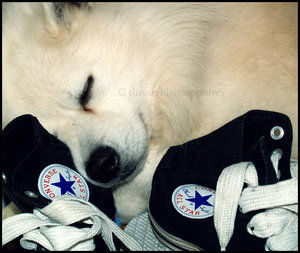 converse und vans - 