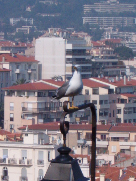 CAnnes 2007 - 