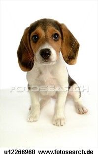 Beagle - 