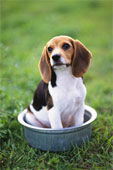 Beagle - 